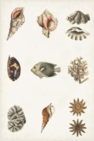 Antique Coastal Chart II Framed Print