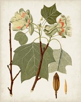Antique Leaves III Fine Art Print