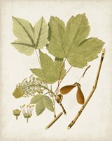 Antique Leaves IV Fine Art Print