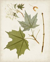 Antique Leaves VII Fine Art Print