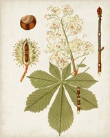 Antique Leaves VIII Framed Print