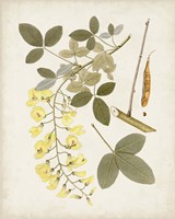 Vintage Flowering Trees VII Framed Print