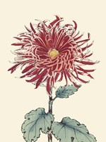 Chrysanthemum Woodblock I Fine Art Print