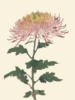 Chrysanthemum Woodblock II Fine Art Print