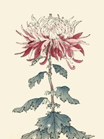 Chrysanthemum Woodblock III Fine Art Print