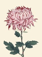Chrysanthemum Woodblock IV Framed Print