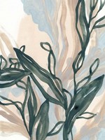 Seaweed Drift II Framed Print