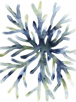 Liquid Coral II Fine Art Print