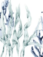 Blue Kelp III Framed Print