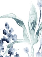 Blue Kelp IV Fine Art Print
