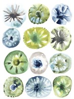 Sea Urchin Assortment I Framed Print