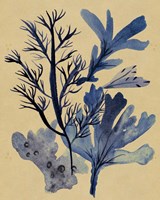 Underwater Forest I Fine Art Print