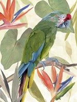 Tropical Parrot Composition I Fine Art Print