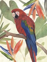 Tropical Parrot Composition II Fine Art Print