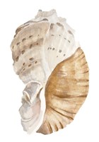 Seashell I Fine Art Print