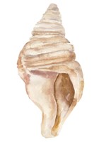 Seashell II Fine Art Print