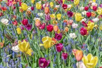 Kuekenhof Tulips I Fine Art Print