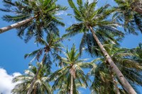 Palawan Palm Trees II Fine Art Print