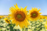 Sunflowers II Fine Art Print