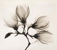 Branch with Four Magnolias, 1910-1925 Fine Art Print
