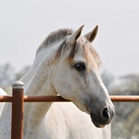 White Horse 3 Fine Art Print