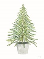 Fir Tree in Pot II Framed Print