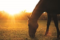 Sunset Grazing I Fine Art Print