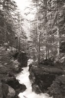 Avalanche Trail Fine Art Print