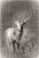 Elk Sketch Fine Art Print