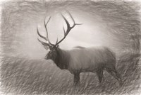 Bull Elk Sketch Fine Art Print