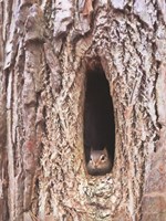 Is It Spring Yet? Fine Art Print