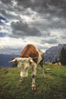 Bowing Cow Fine Art Print