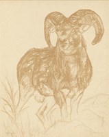 Big Horn Sketch Fine Art Print