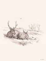 Reindeer Chilling Fine Art Print