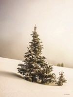 Pine Trees in the Snow Fine Art Print