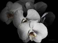 White Orchid I Fine Art Print