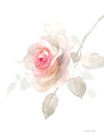 Gentle Rose II Fine Art Print