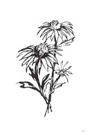 Line Echinacea III Framed Print