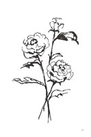 Line Ranunculus I Framed Print