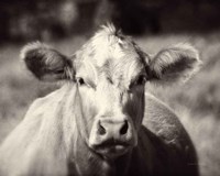 Pasture Cow Fine Art Print