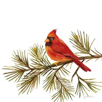 Cardinal Christmas V on White Fine Art Print