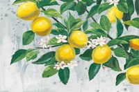 Zesty Lemons Fine Art Print