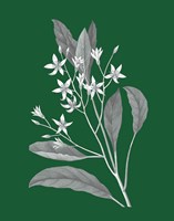 Green Botanical V Framed Print