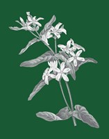 Green Botanical IV Framed Print