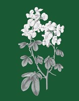 Green Botanical III Framed Print