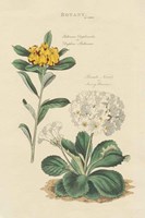 Botanical Print II Framed Print