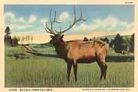 Elk I Crop Fine Art Print