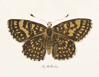 Antique Butterfly II Fine Art Print