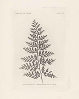 Fern Engraving Fine Art Print