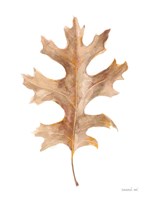 Fallen Leaf I Framed Print